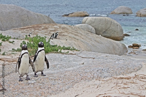 Penguin's beach