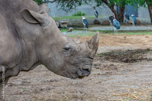 Profile of Rhino head