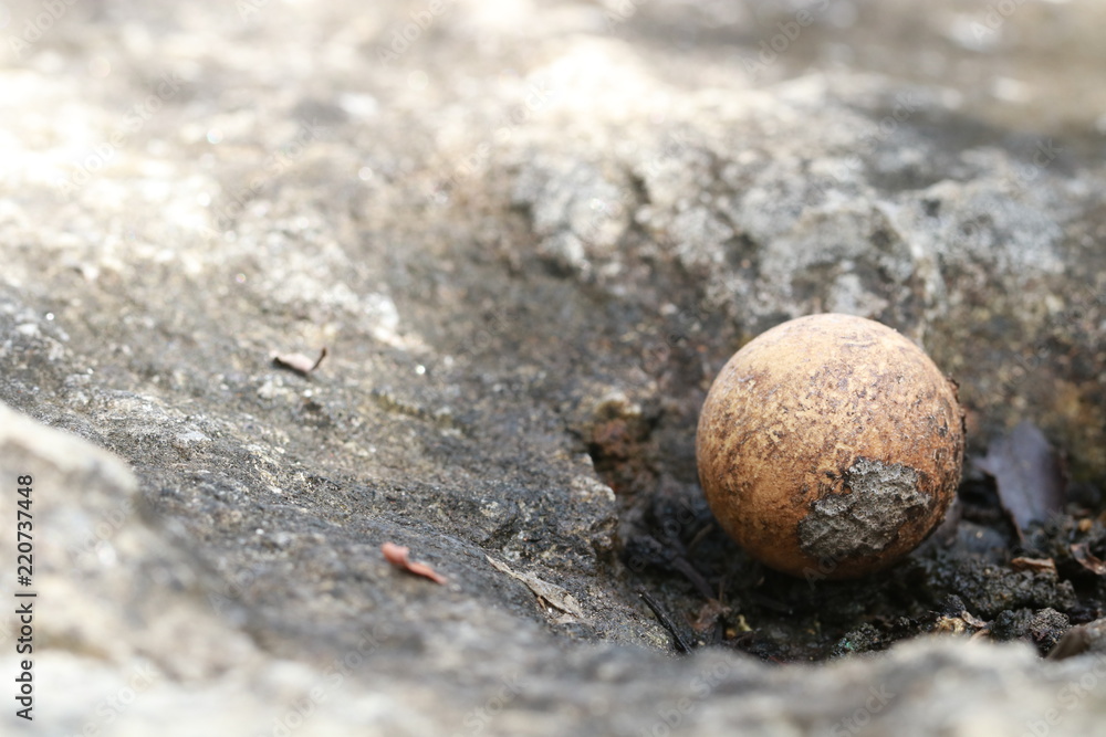 Close up small sphere brown mushroom  on the rock