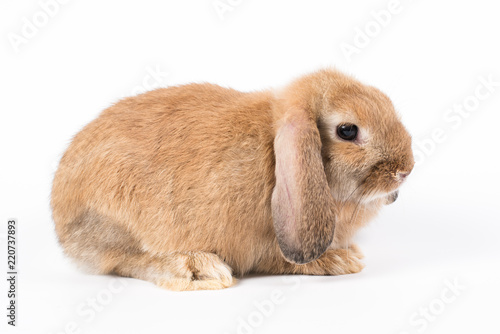 Rabbit Ram breed, red color, isolated on white background.