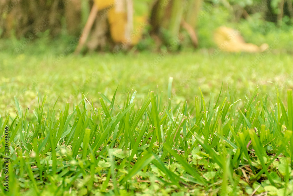 Green lawn In the morning, there is sunshine.