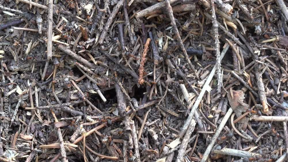 Big anthill in the woods. Big anthill with colony of ants in summer forest. Ants on the ant hill in the woods closeup, macro