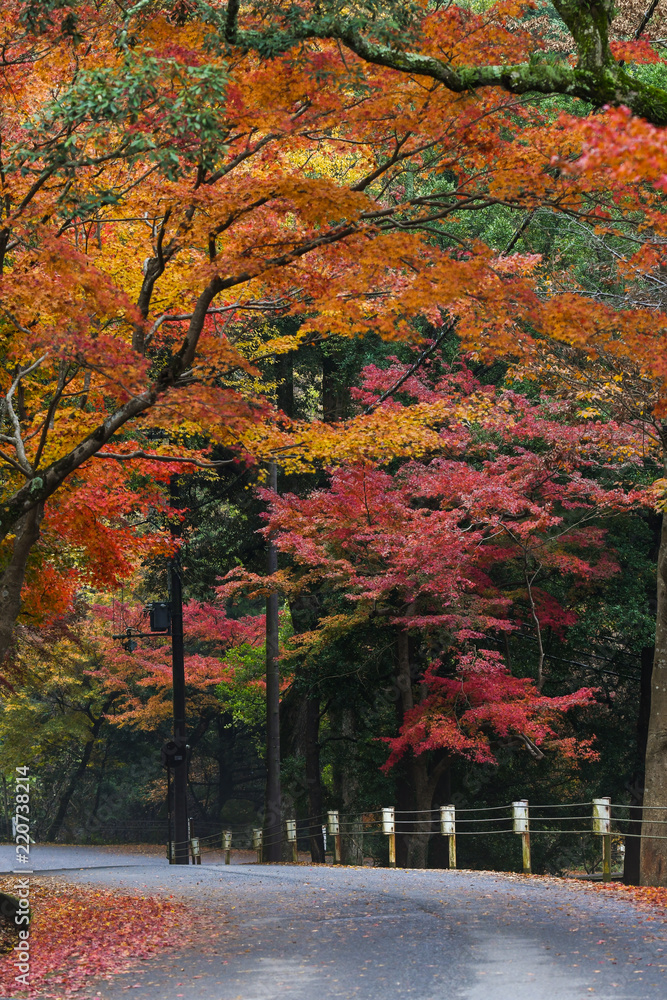 Road in autumn, Nara, Japan
