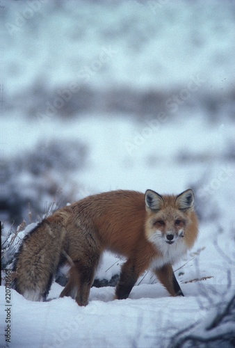 red fox, yellowstone