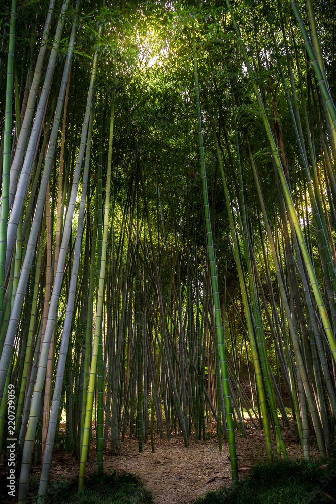 Gorgeous bamboo garden with light creeping through the branches and a pathway. Gorgeous bamboo garden with light creeping through the branches and a pathway.