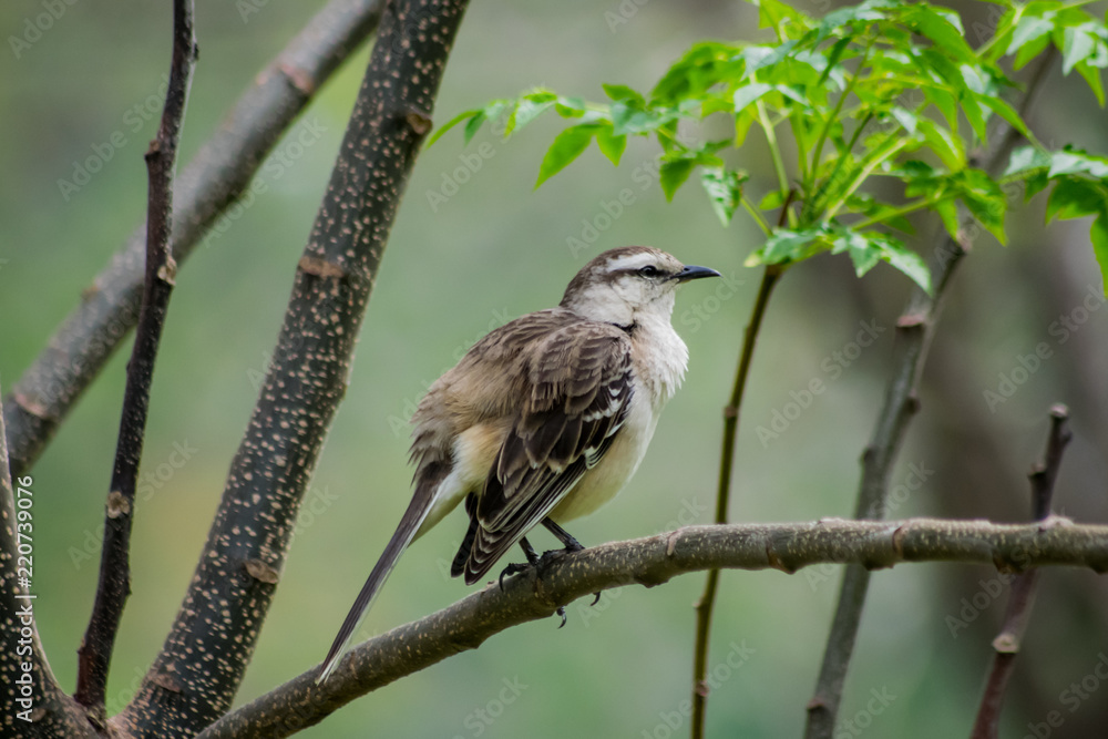 Bird Bird