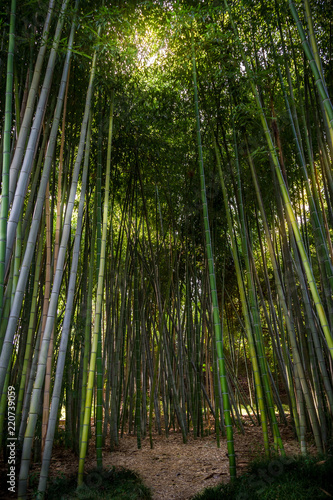Gorgeous bamboo garden with light creeping through the branches and a pathway.