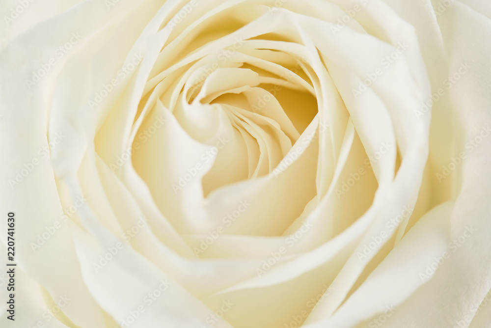 One white rose close-up. Macro photo, beautiful floral background. One white rose close-up. Macro photo, beautiful floral background.