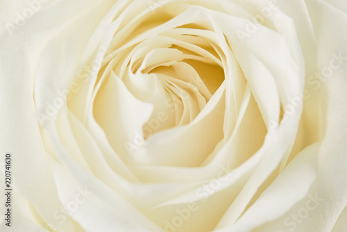 One white rose close-up. Macro photo  beautiful  floral background.