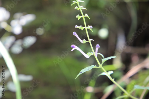 Tobacco Lobelia inflata or Asthma weed pukeweed gagroot medicinal herb in azad kashmir