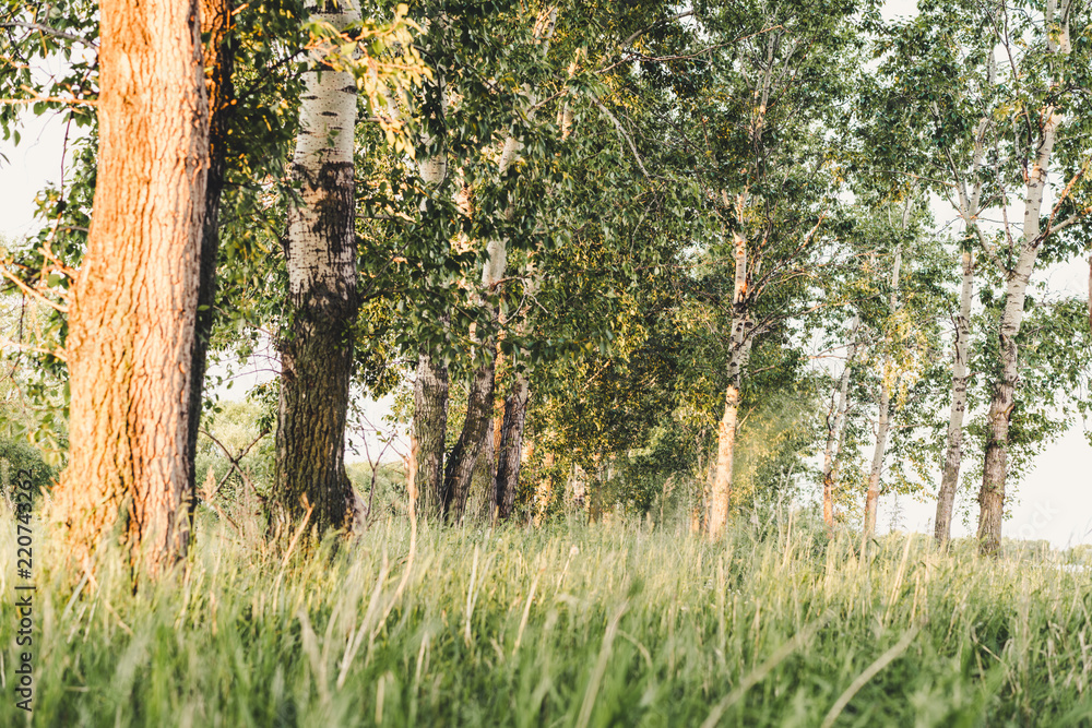 Fototapeta premium Early morning in the forest.