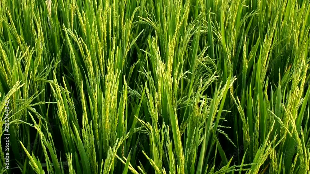Rice paddy blown by the wind Rice paddy blown by the wind