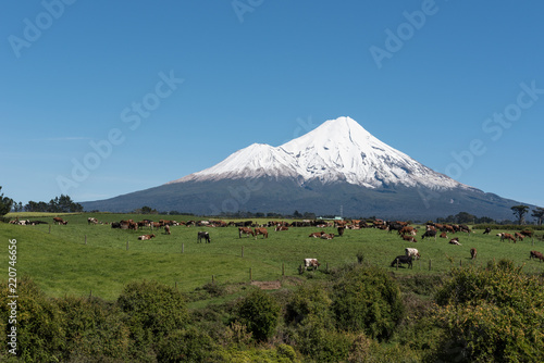 Snow covered Mount Taranaki  or Egmont  an active volcano  viewed across lush  green farmland with a herd of dairy cattle in the mid ground. Taranaki district  New Zealand.