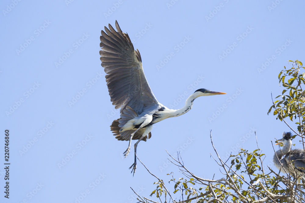 Obraz premium Grey heron landing on tree with nest