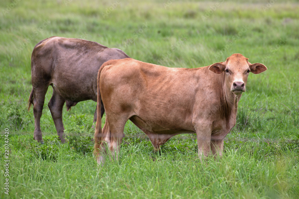Cattle standing in a field on the Atherton Tableland in Queensland, Australia