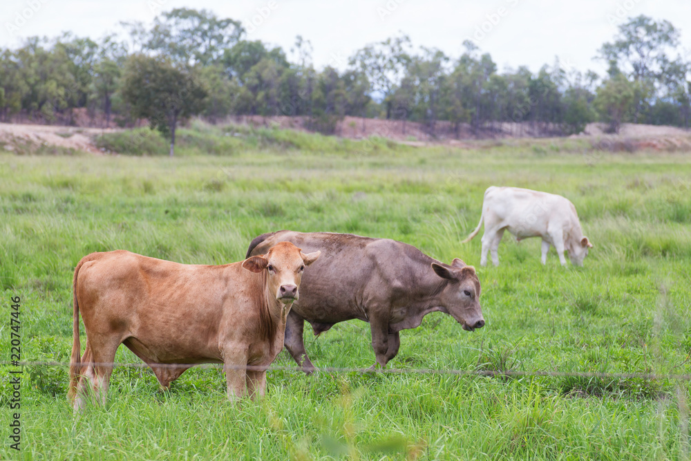 Bulls standing in a field on the Atherton Tableland in Queensland, Australia