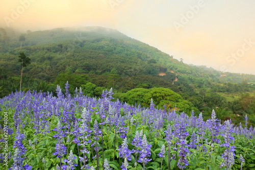 Beautiful landscape of lavender purple flowers on field with misty mountain at sunrise in eastern of Thailand