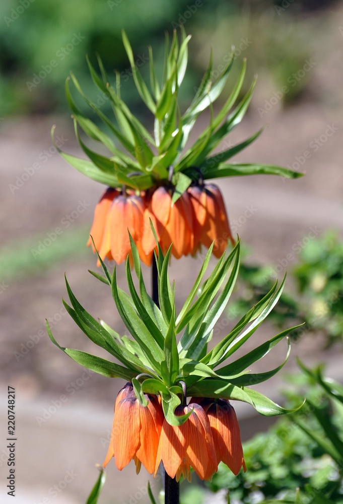 Kaiserkronen im Garten Kaiserkronen im Garten