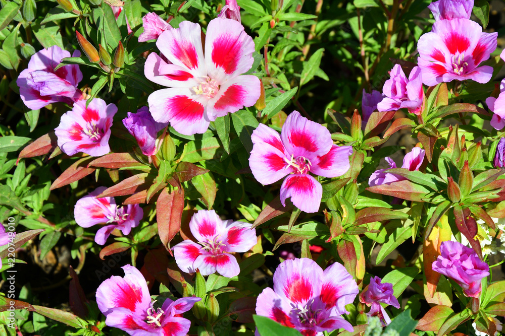 Flowers Godetia in the summer garden Flowers Godetia in the summer garden