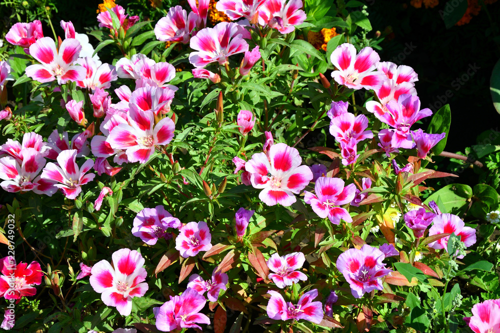 Flowers Godetia in the summer garden