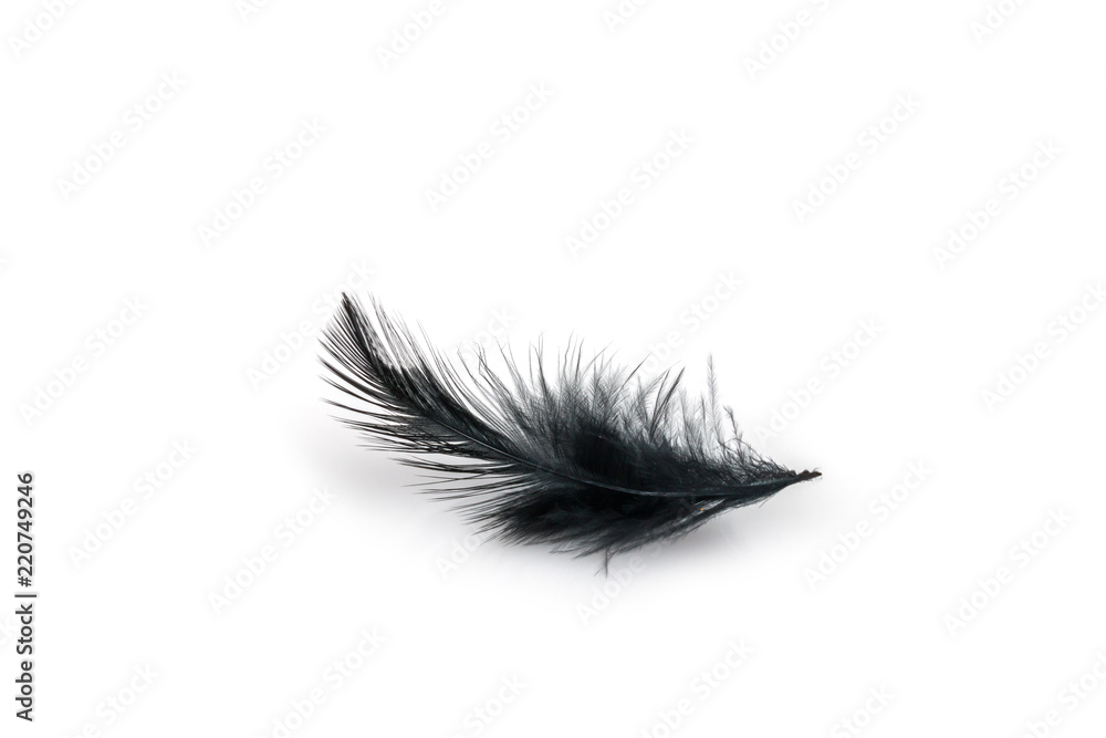 Black bird feather on white background Black bird feather on white background