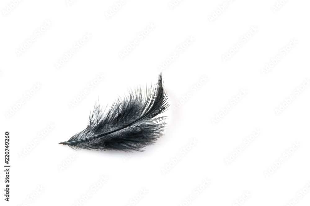 Obraz premium Black bird feather on white background