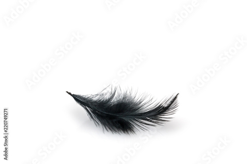 Black bird feather on white background
