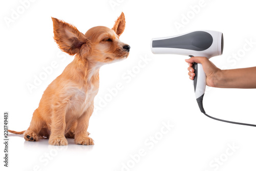 Fototapeta Naklejka Na Ścianę i Meble -  Cocker Spaniel Puppy getting his fur dried with a blower, isolated on white