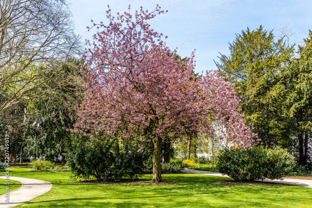Fototapeta premium Spring tree