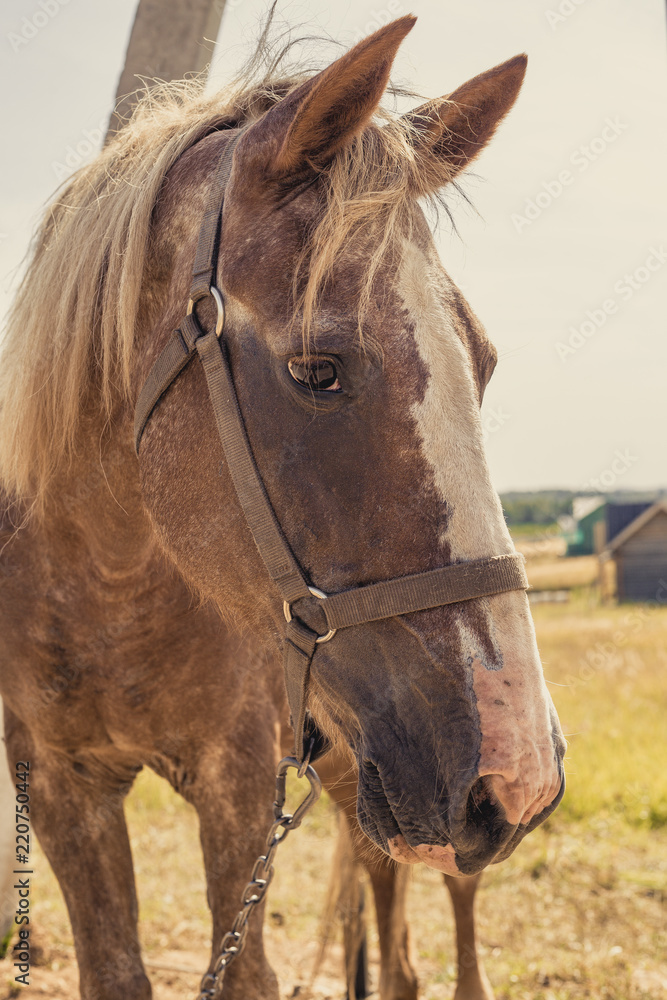 Fototapeta premium horse