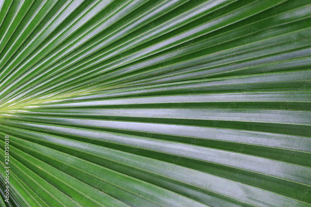 Obraz premium Green tropical leaf close-up, texture, background