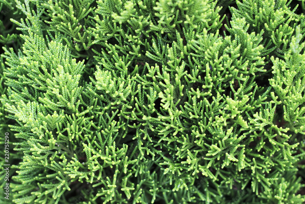 Beautiful green Thuja tree close up, background Beautiful green Thuja tree close up, background