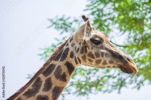 portrait of an adult giraffe