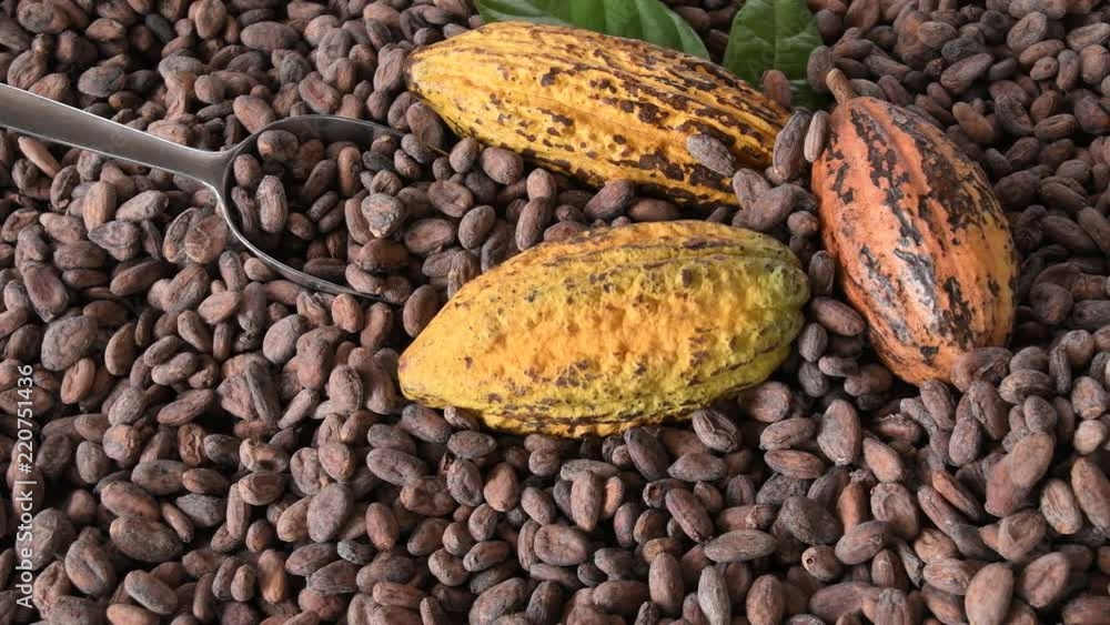 Cocoa Beans and Cocoa Fruits on wooden, Cocoa concept with raw, Cocoa beans picked by hand. Cocoa beans in a pile being selected by hand. Cocoa Beans and Cocoa Fruits on wooden, Cocoa concept with raw, Cocoa beans picked by hand. Cocoa beans in a pile being selected by hand.