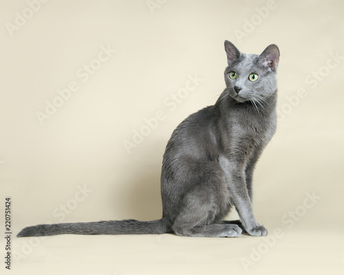 Russian blue cat
