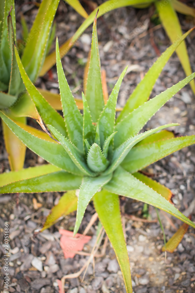 Aloe vera is tropical green plants tolerate hot weather. A close up of green leaves, aloe vera. Aloe vera is tropical green plants tolerate hot weather. A close up of green leaves, aloe vera.