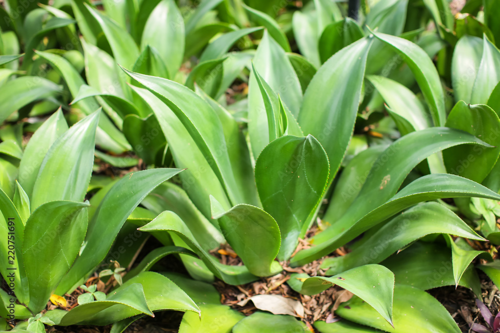 Obraz premium Aloe vera is tropical green plants tolerate hot weather. A close up of green leaves, aloe vera in park at daytime
