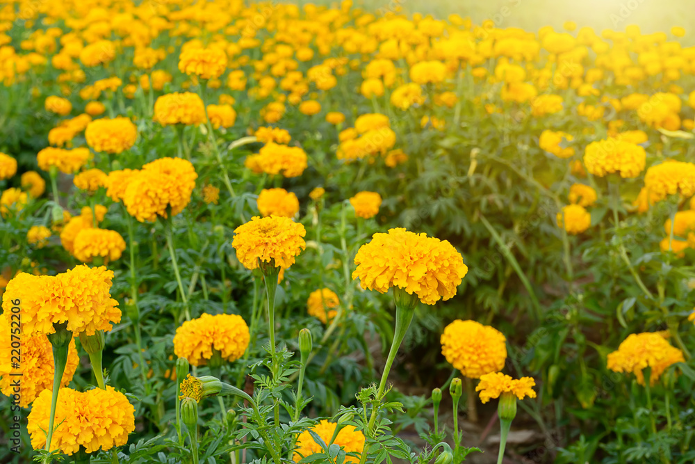 Close up marigolds flower