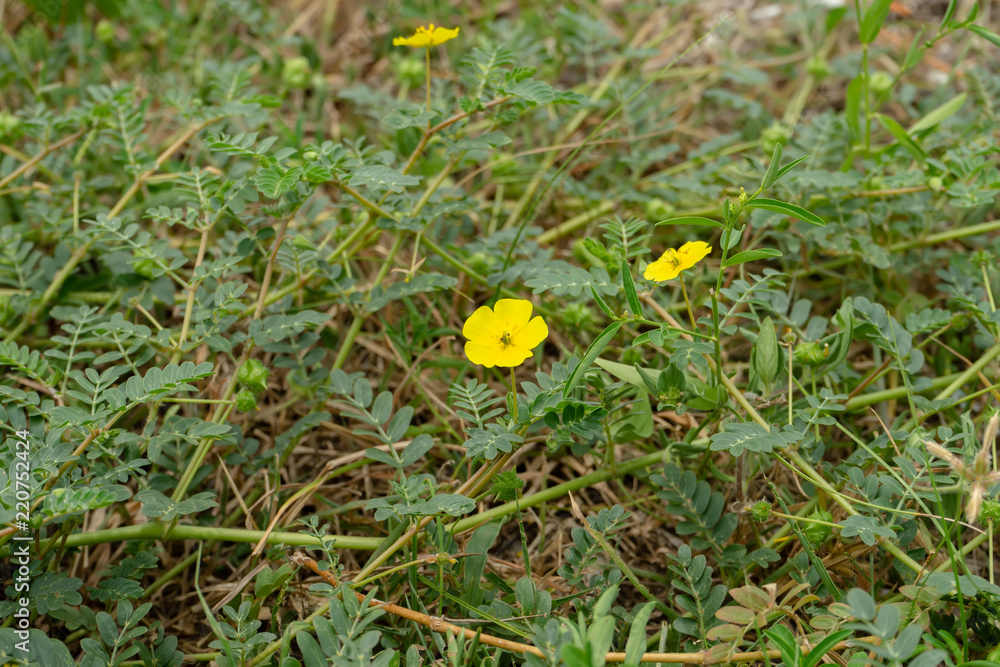 The yellow flower of devil's thorn. The yellow flower of devil's thorn.