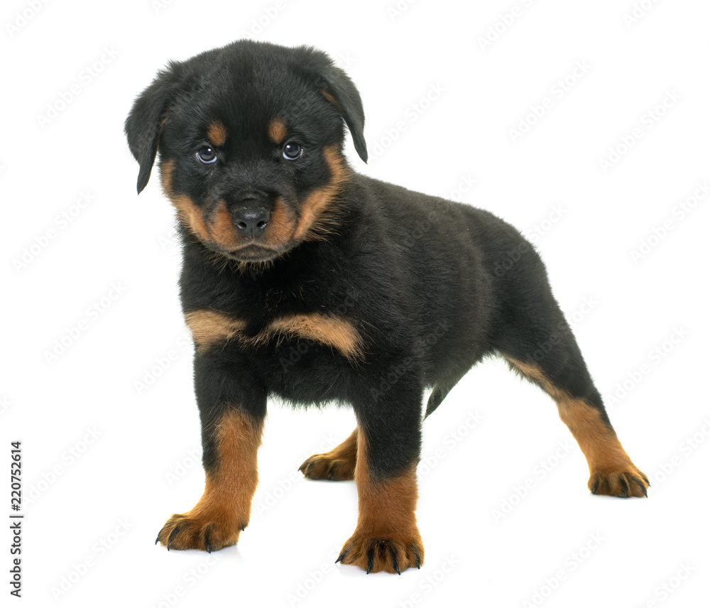 puppy rottweiler in studio