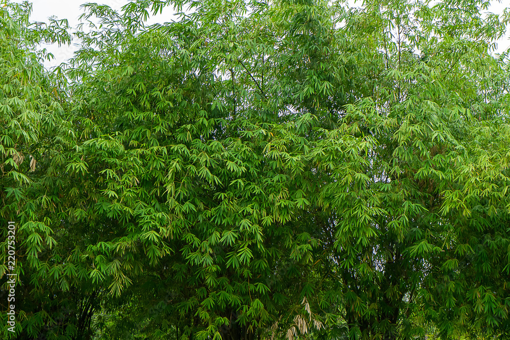 Fototapeta premium Green leaves of bamboo.