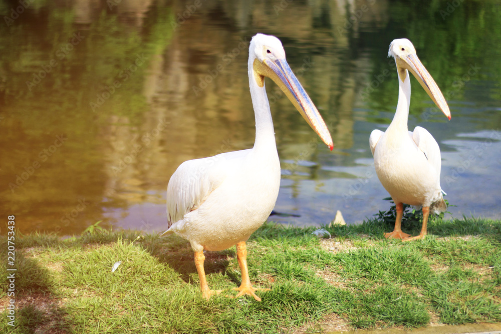 Great white pelicans in lake, Toned Great white pelicans in lake, Toned
