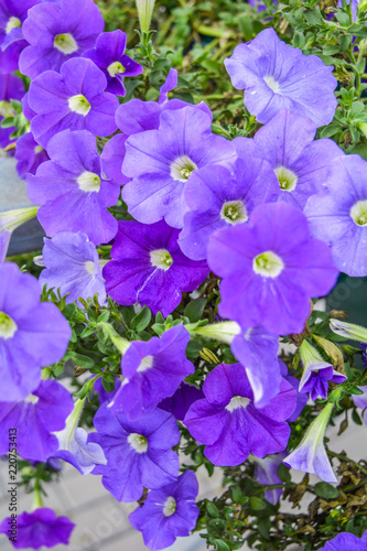 Beautiful flowers of purple petunia. Nature scene with blooming garden flowers