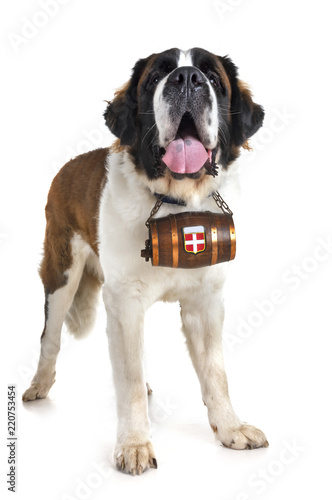 Obraz na płótnie saint bernard in studio