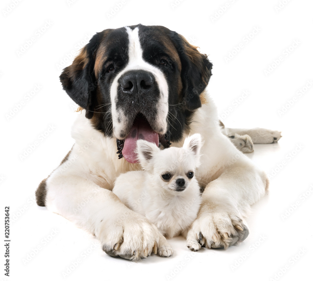 saint bernard and chihuahua saint bernard and chihuahua