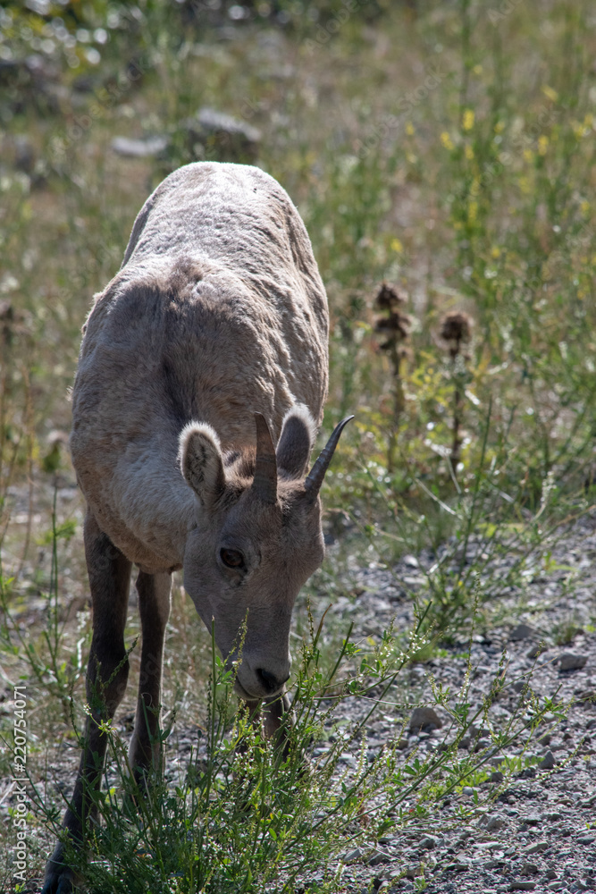 Mountains Goat (oreamnos americanus) also known as the Rocky Mountain Goat is a large hoofed mammal endemic to North America. Mountains Goat (oreamnos americanus) also known as the Rocky Mountain Goat is a large hoofed mammal endemic to North America.