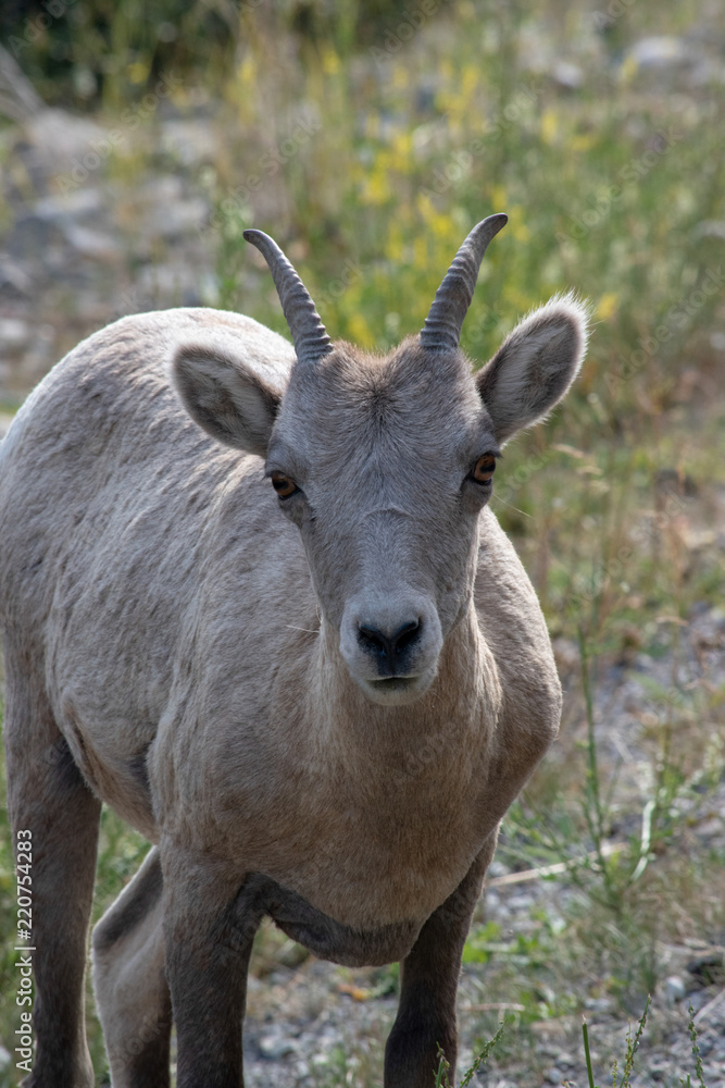 Mountains Goat (oreamnos americanus) also known as the Rocky Mountain Goat is a large hoofed mammal endemic to North America.