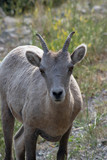 Mountains Goat (oreamnos americanus) also known as the Rocky Mountain Goat is a large hoofed mammal endemic to North America.