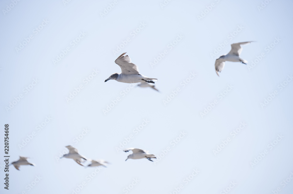 Flying seagull 