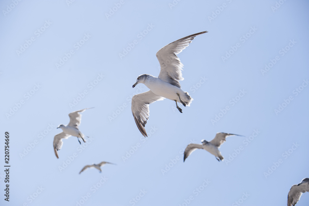 Flying seagull Flying seagull